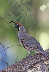 Gambel's Quail